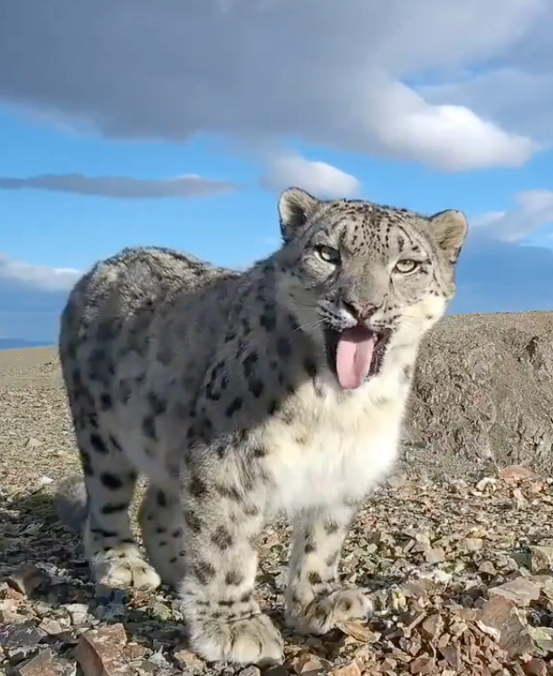 A white and black spotted snow leopard stands on a barren rocky landscape under a bright blue sky, tongue out as they look toward the camera.
